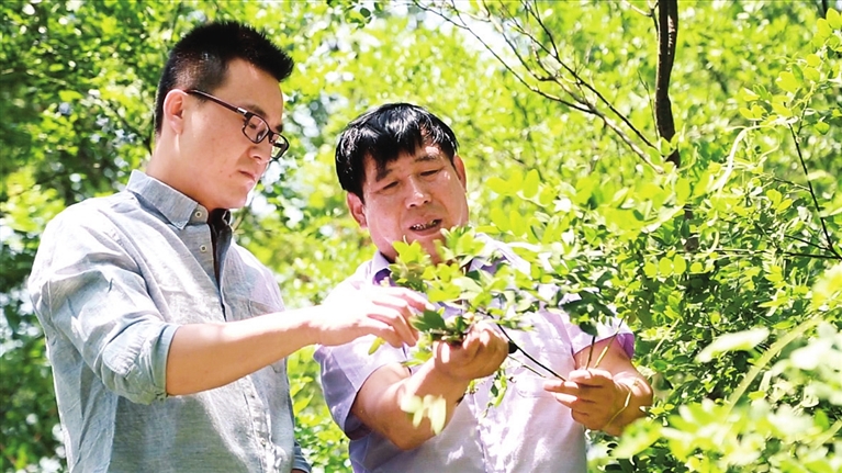 无码破解
褥疮烧伤科赵文斌正在山上采摘药材